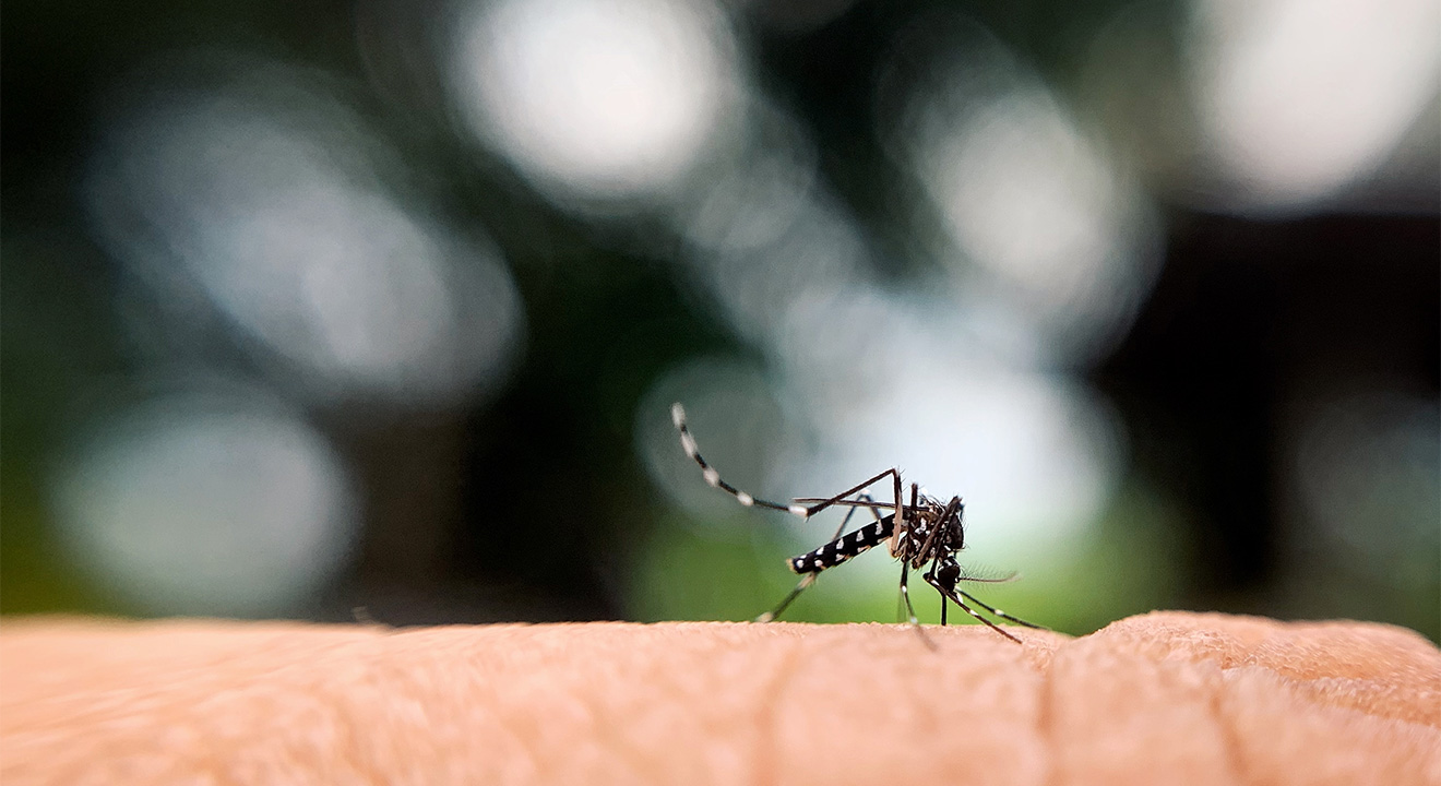 Warm Temperatures bring Mosquitoes – Rio Linda Messenger – Rio Linda News